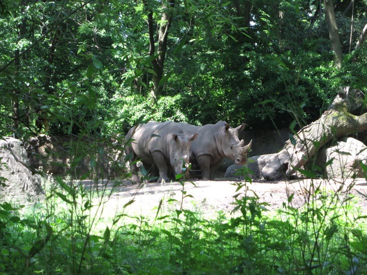 Rhinoceros, Bronx Zoo, Bronx Park, The Bronx, June 2, 2013