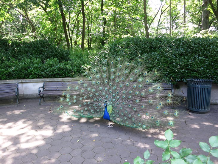 Peacock Near Zoo Center, Bronx Zoo, Bronx Park, The Bronx, June 2, 2013