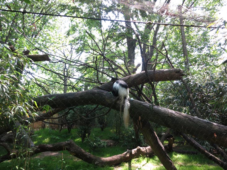 Bronx Zoo, Bronx Park, The Bronx, June 2, 2013
