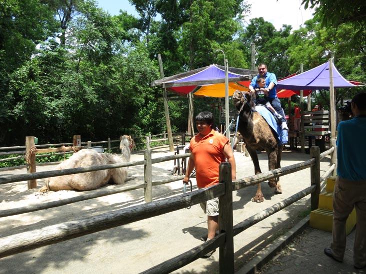 Camel Rides, Bronx Zoo, Bronx Park, The Bronx, June 2, 2013