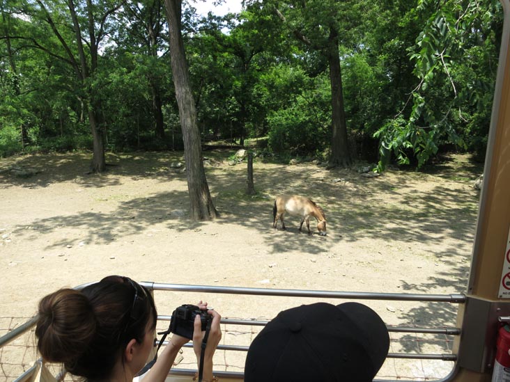 Wild Asia Monorail, Bronx Zoo, Bronx Park, The Bronx, June 2, 2013