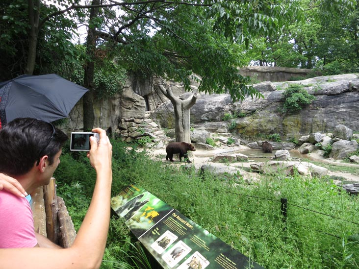 Big Bears, Bronx Zoo, Bronx Park, The Bronx, June 2, 2013