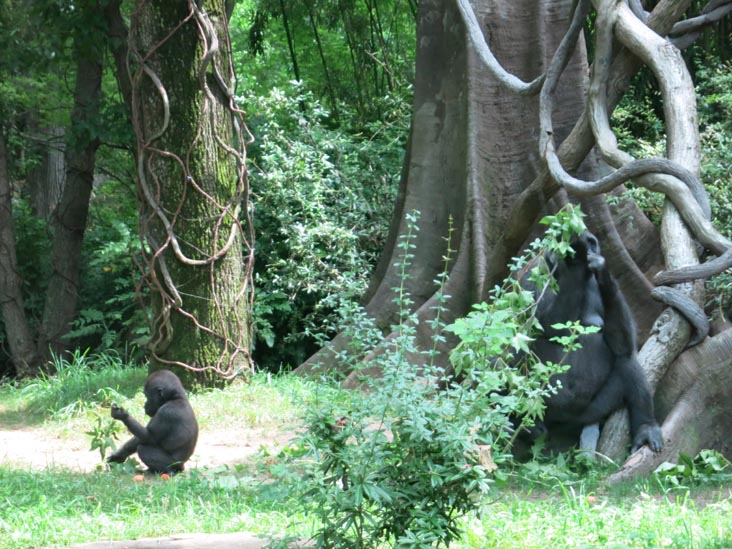 Congo Gorilla Forest, Bronx Zoo, Bronx Park, The Bronx, July 14, 2015