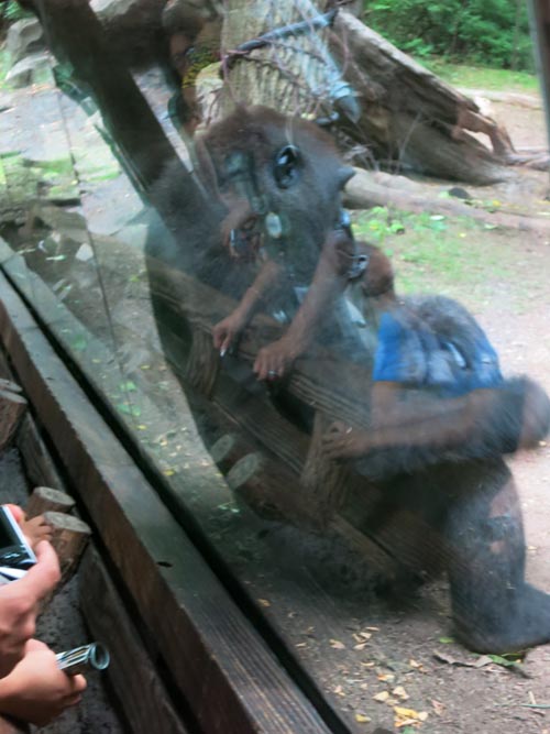 Congo Gorilla Forest, Bronx Zoo, Bronx Park, The Bronx, July 14, 2015