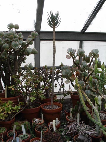 Succulents, Marco Polo Stufano Conservatory, Wave Hill, The Bronx