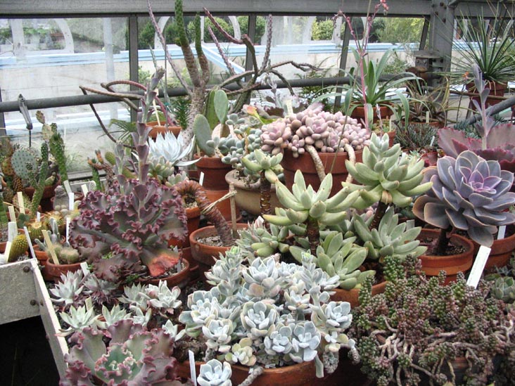 Succulents, Marco Polo Stufano Conservatory, Wave Hill, The Bronx