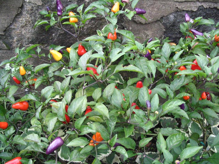 Chili Plant, Herb Garden, Wave Hill, The Bronx