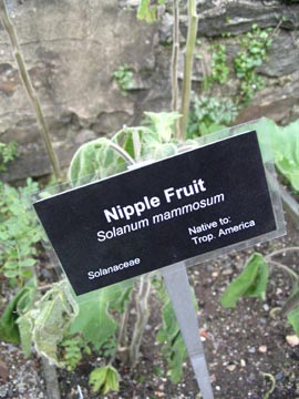 Nipple Fruit, Herb Garden, Wave Hill, The Bronx