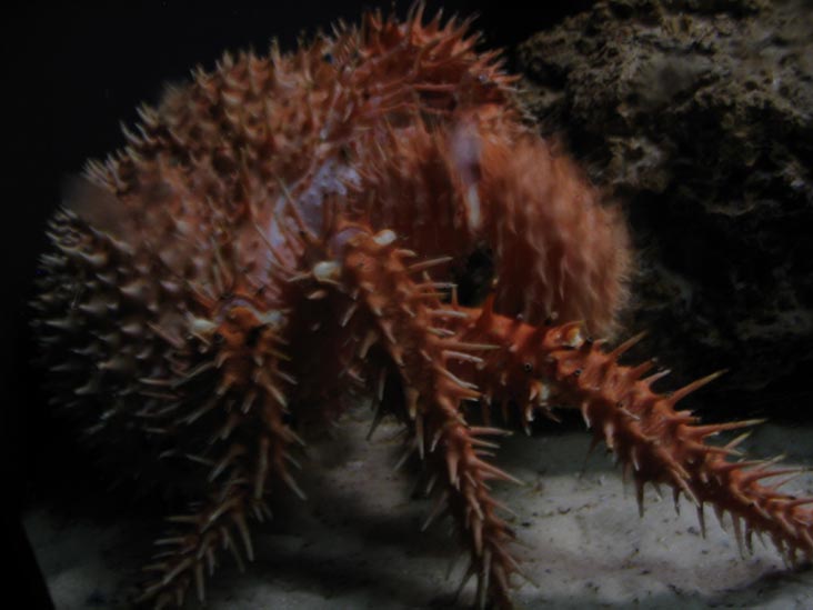Red Crab, New York Aquarium, Coney Island, Brooklyn, May 28, 2006