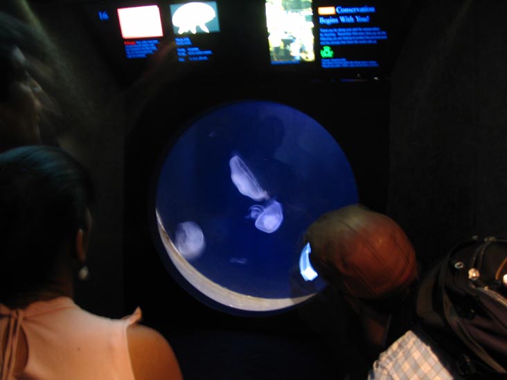 Jelly Fish, New York Aquarium, Coney Island, Brooklyn, May 28, 2006