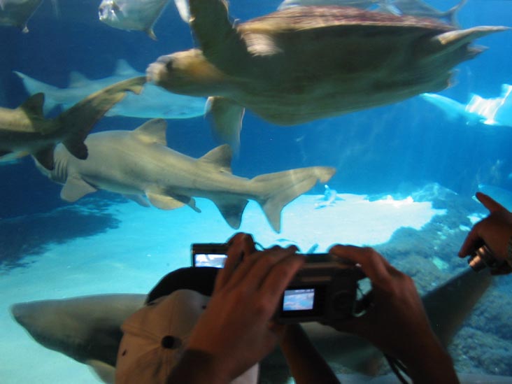 Shark Tank, New York Aquarium, Coney Island, Brooklyn, May 28, 2006