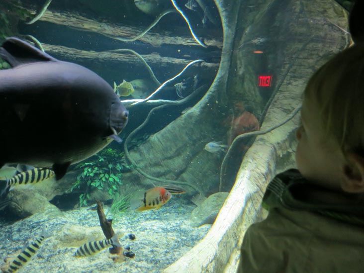 Conservation Hall, New York Aquarium, Coney Island, Brooklyn, May 28, 2013