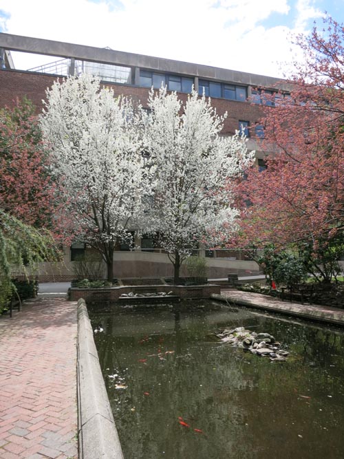 Lily Pond, Brooklyn College, Flatbush, Brooklyn, April 26, 2015