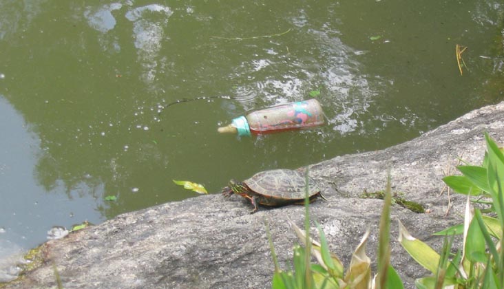 Turtle, Baby Bottle, Japanese Pond, Brooklyn Botanic Garden