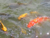 Koi Fish, Japanese Garden