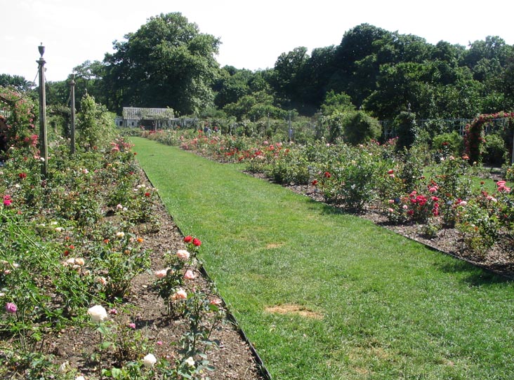 Cranford Rose Garden, Brooklyn Botanic Garden