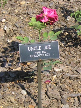 Uncle Joe Rose, Cranford Rose Garden, Brooklyn Botanic Garden