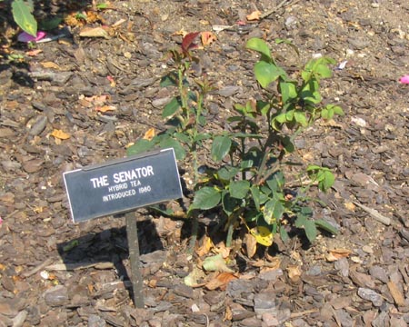 The Senator Rose, Cranford Rose Garden, Brooklyn Botanic Garden
