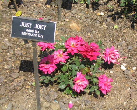 Just Joey Rose, Cranford Rose Garden, Brooklyn Botanic Garden
