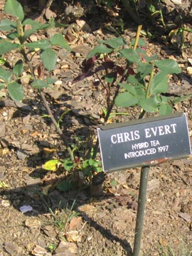 Chris Evert Rose, Cranford Rose Garden, Brooklyn Botanic Garden