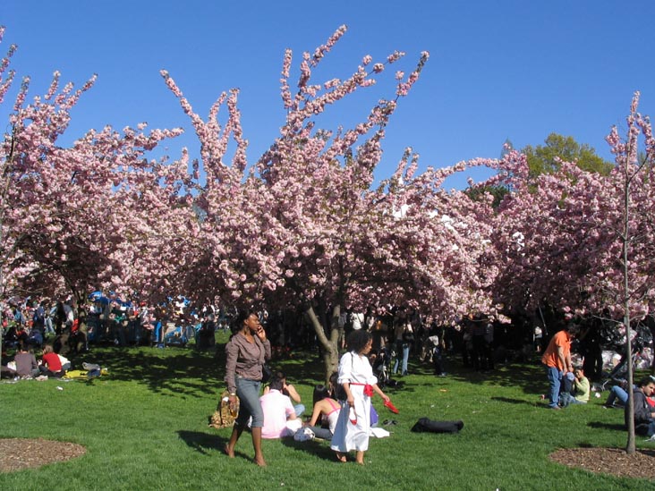 Sakura Matsuri Cherry Blossom Festival, Brooklyn Botanic Garden, Brooklyn, April 29, 2006