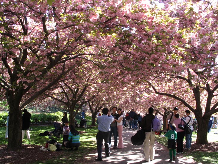 Cherry Walk, Sakura Matsuri Cherry Blossom Festival, Brooklyn Botanic Garden, Brooklyn, April 29, 2006