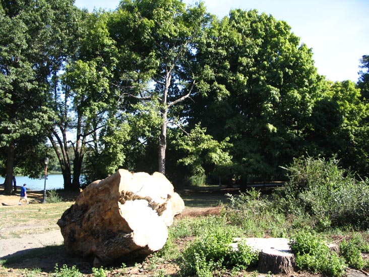 Tree Stump Near Prospect Park Lake, Prospect Park, Brooklyn