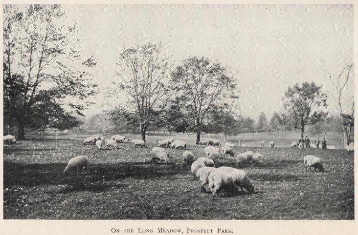 Sheep on the Long Meadow, Prospect Park, 1902 Parks Department Annual Report