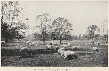 Sheep on the Long Meadow, Prospect Park, 1902 Parks Annual Report