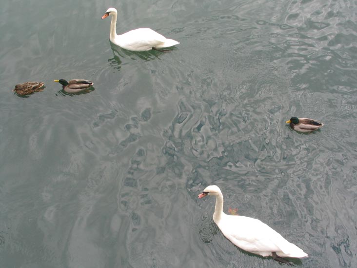 Swans, Sheepshead Bay, Brooklyn