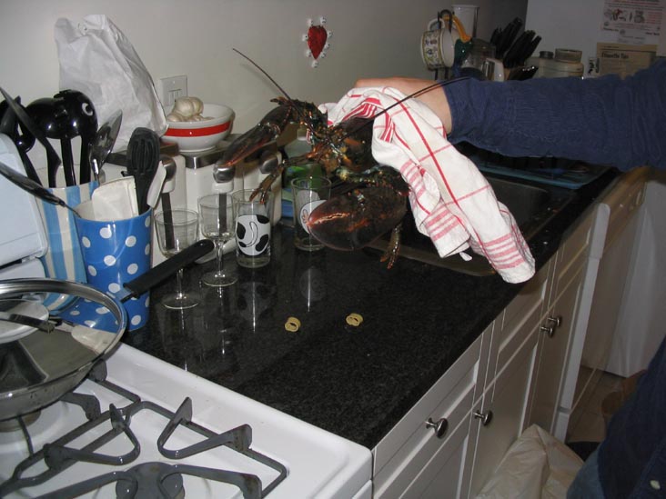 Lobster