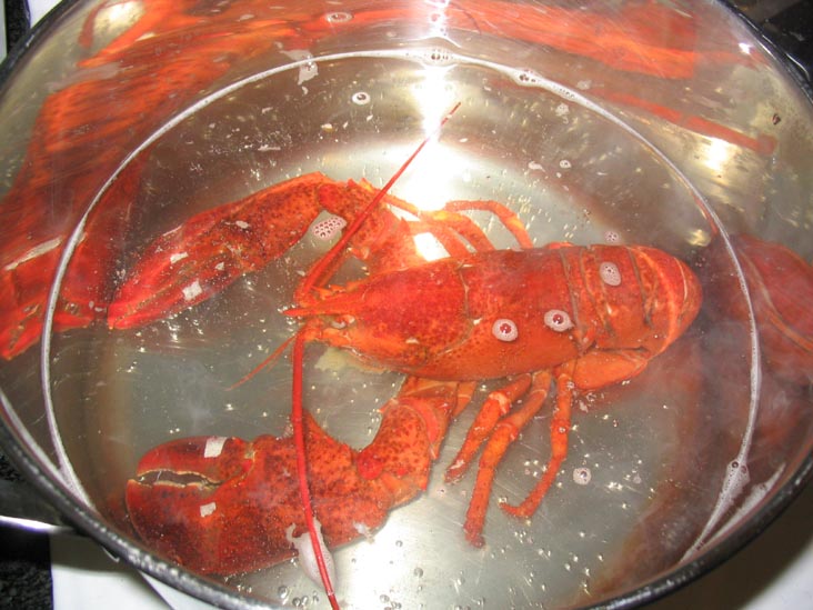 Lobster
