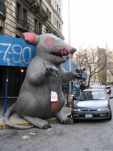Union Rat, Upper Manhattan