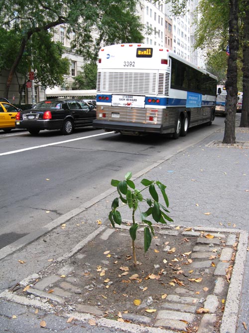 House Plant in Tree Pit Along Fifth Avenue Near 64th Street, Upper East Side, Manhattan, October 14, 2008