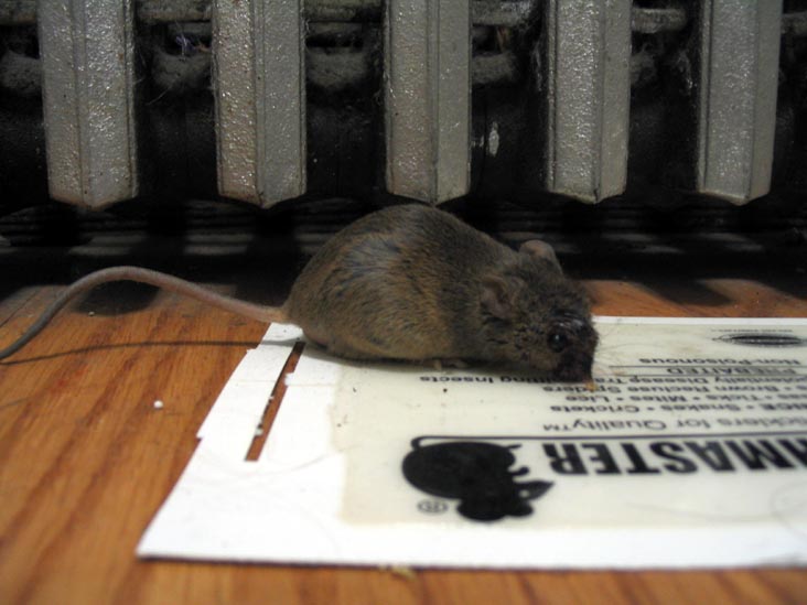 Mouse Caught in Sticky Glue Trap