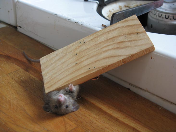 Mouse Caught in Trap, June 14, 2008