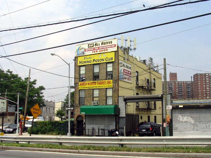 Homing Pigeon Club, 2855 Cropsey Avenue, Brooklyn