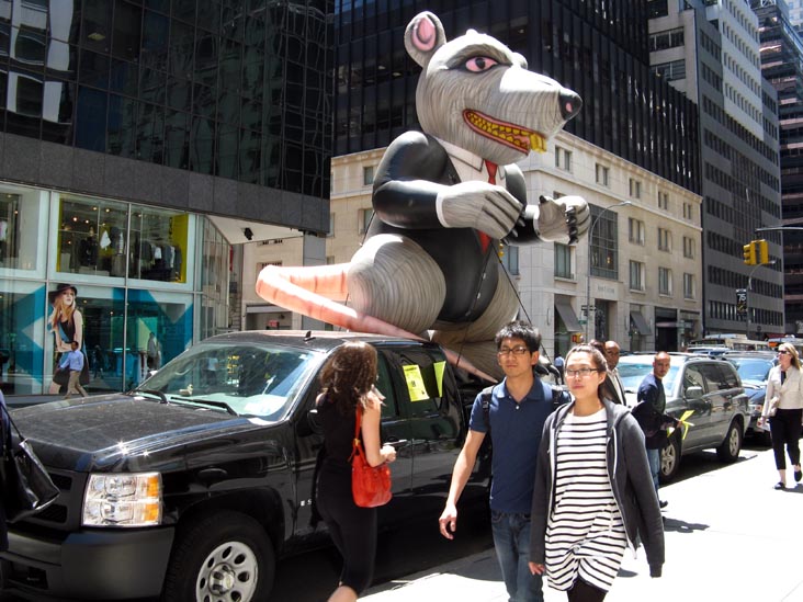 Rat, Madison Avenue Near 60th Street, Manhattan, May 28, 2008