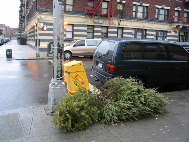 Discarded Christmas Trees, 173rd Street and Amsterdam Avenue, SW Corner, Washington Heights, Manhattan