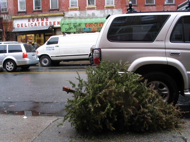 Discarded Christmas Tree, Nassau Avenue, Greenpoint, Brooklyn