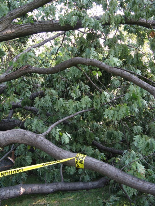 August 18, 2009 Storm Aftermath Between North Meadow and West Drive, Central Park, Manhattan, August 21, 2009