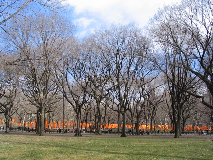 American Elm Trees, The Mall, Christo and Jeanne-Claude's Gates Project: Opening Day