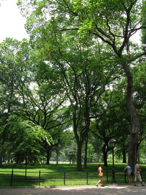 The Mall, Central Park, Manhattan, July 7, 2009