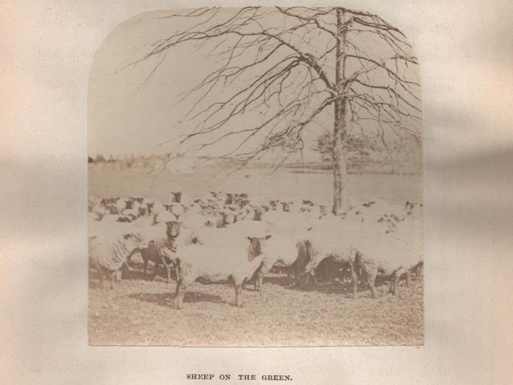 Picture of Sheep from the Twelfth Annual Report (1868) of the Board of Commissioners of the Central Park