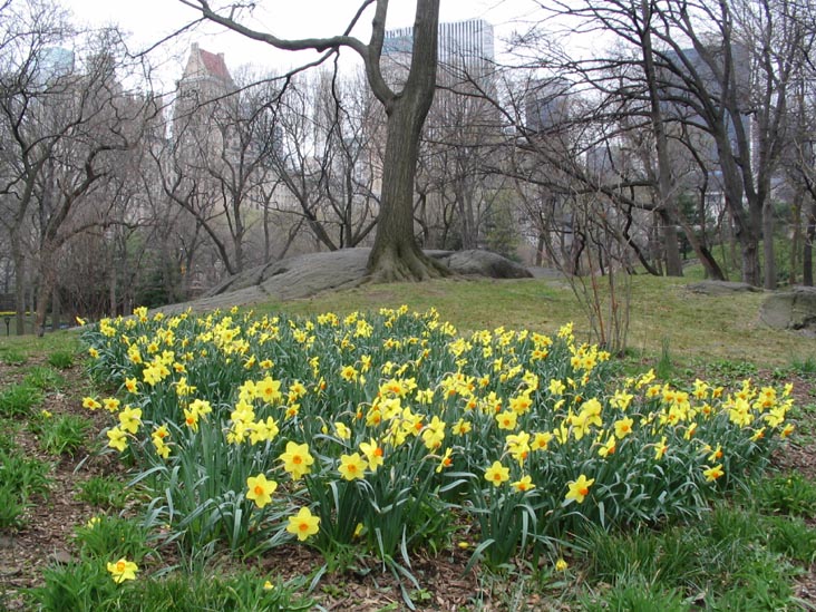 Near Balto, Central Park, Manhattan, April 7, 2006
