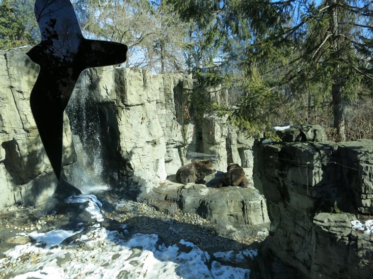 Grizzly Bears, Central Park Zoo, Central Park, Manhattan, January 25, 2015