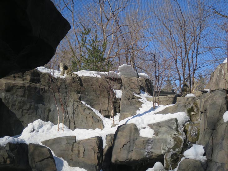 Snow Leopards, Central Park Zoo, Central Park, Manhattan, February 17, 2014