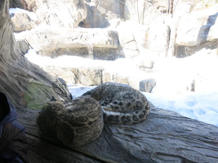Snow Leopards, Central Park Zoo, Central Park, Manhattan, March 9, 2015
