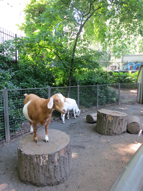 Children's Zoo, Central Park Zoo, Central Park, Manhattan, June 20, 2013