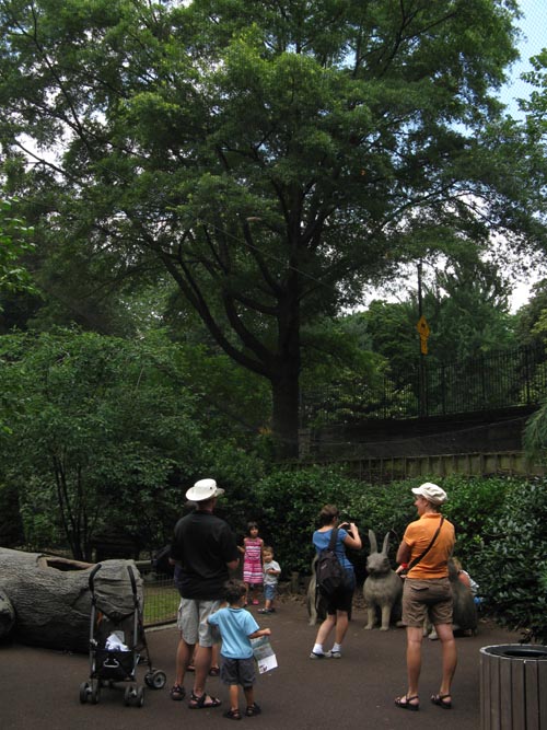 Tisch Children's Zoo, Central Park, Manhattan, July 7, 2009